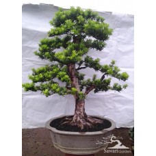 Lohansung Cincuan (Podocarpus sp)